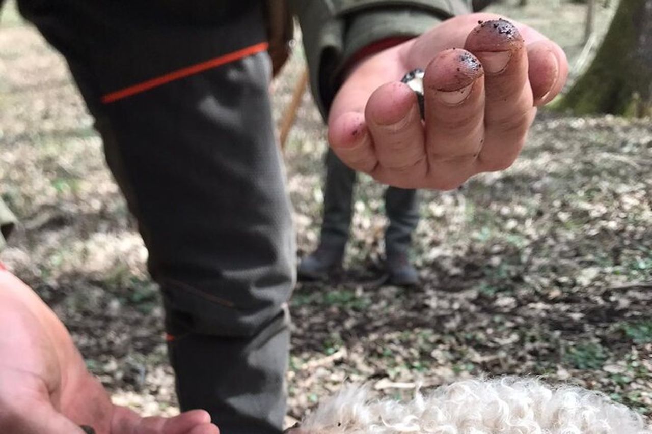 Caccia al tartufo e degustazione di vini in Irpinia Tour — 8