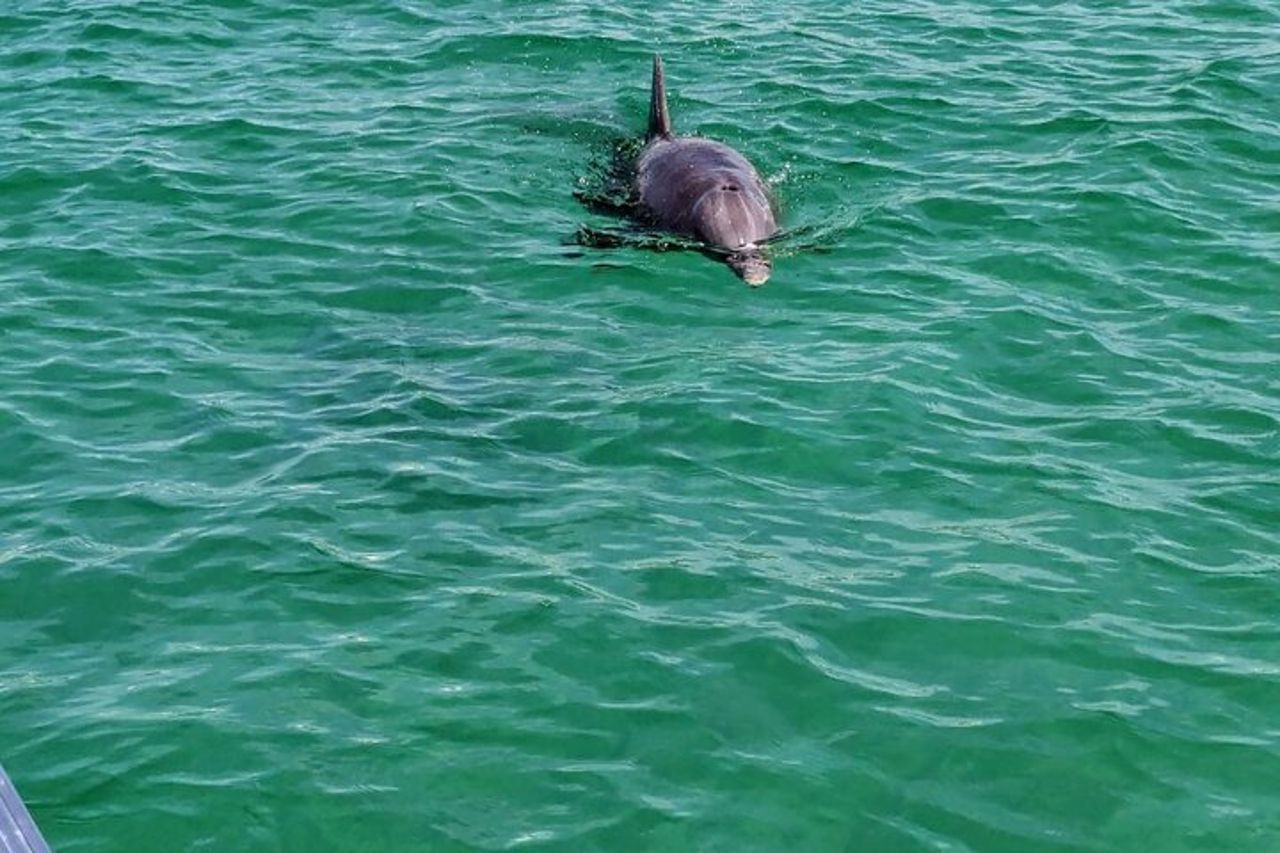 1,5 ore Tiki Boat Harbor e crociera sui delfini Destin FL — 5