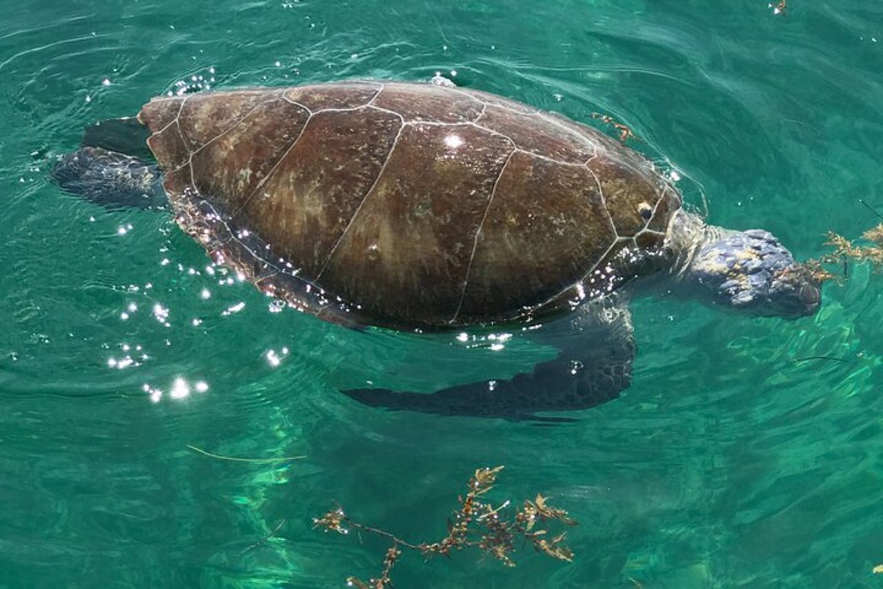 1,5 ore Tiki Boat Harbor e crociera sui delfini Destin FL — 7