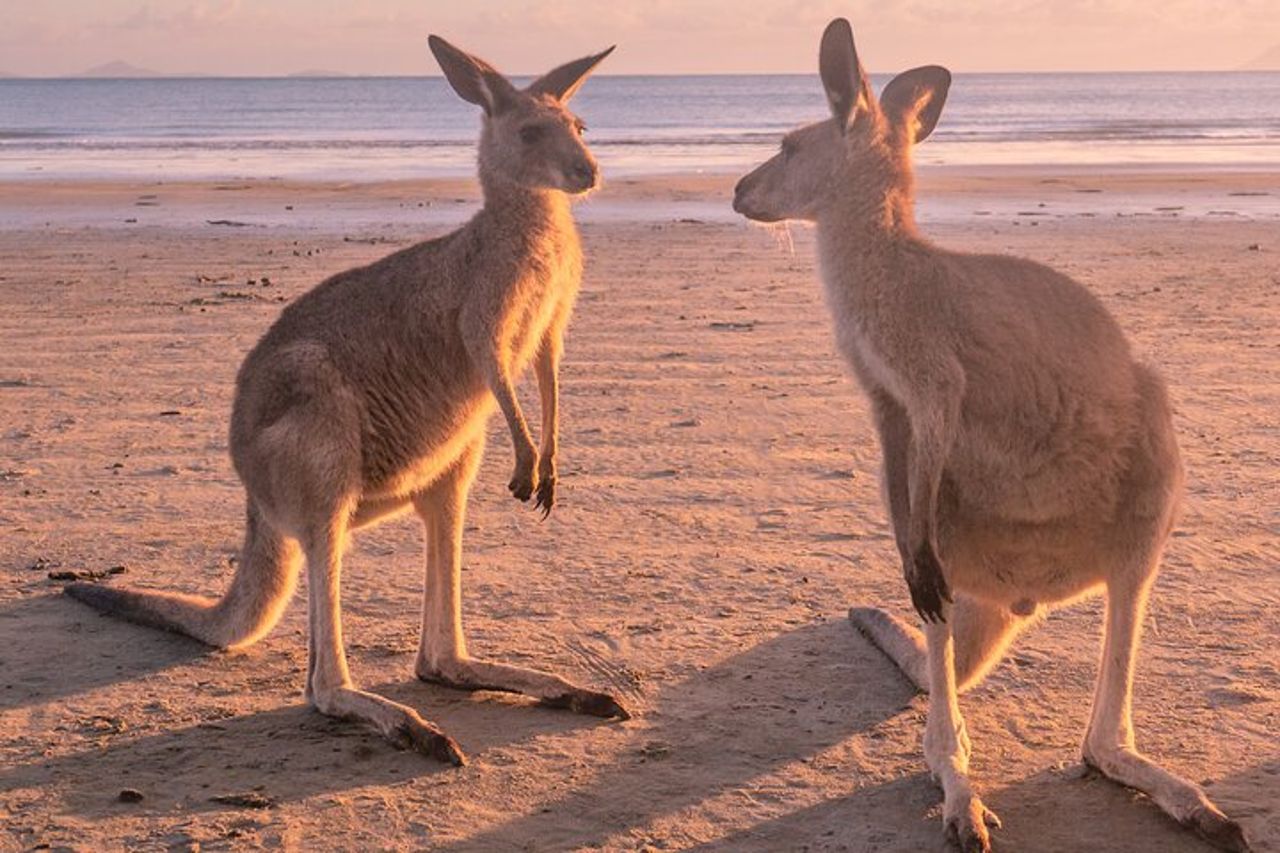 Alba con i canguri e i wallaby — 5