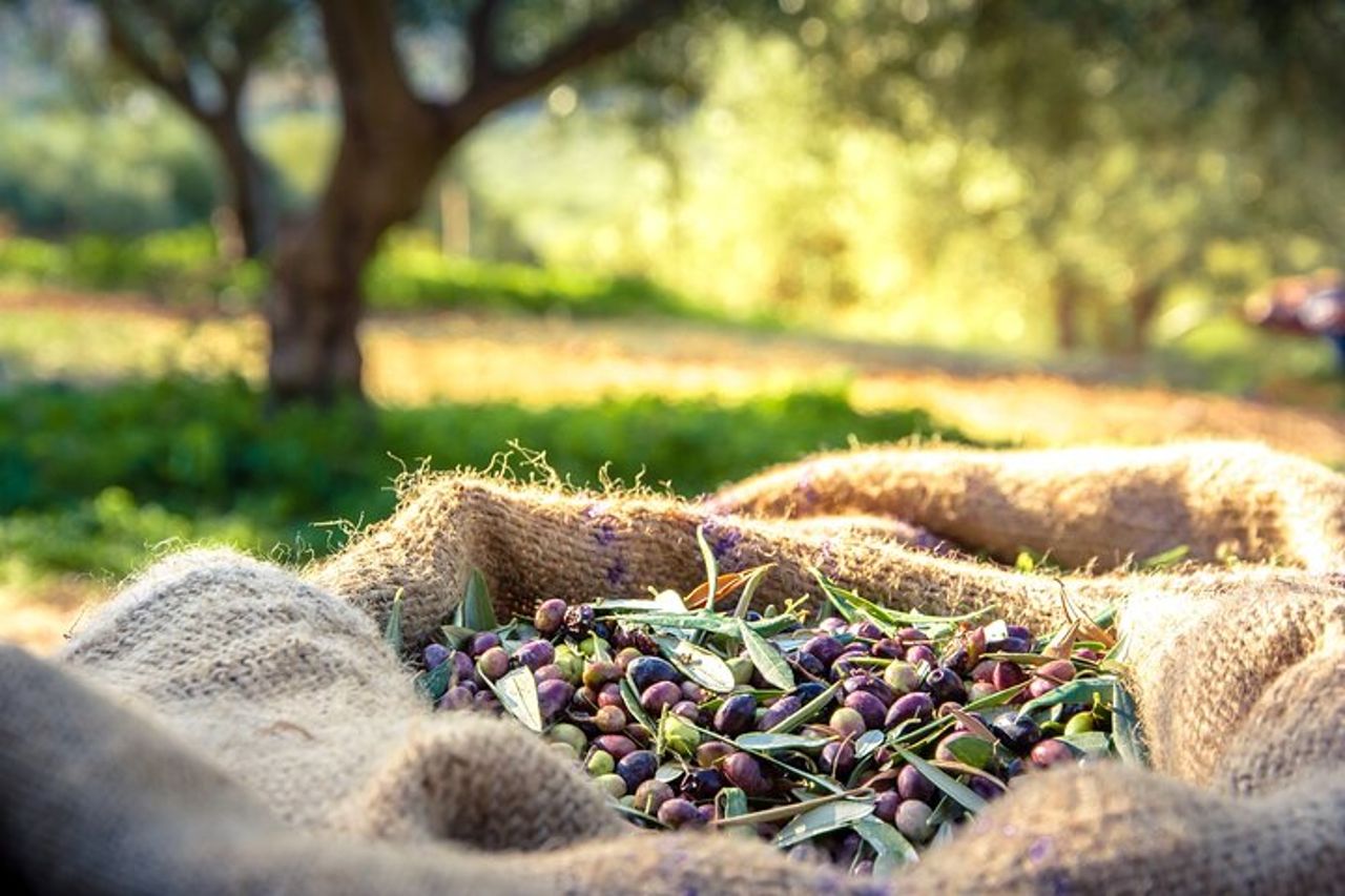 Argostoli & Oltre : Borghi, Degustazione Olio d'Oliva e Miele — 3