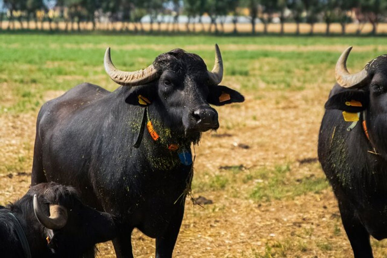 Tour privato alla fattoria di Buffalo e ai templi di Paestum con Guida — 4