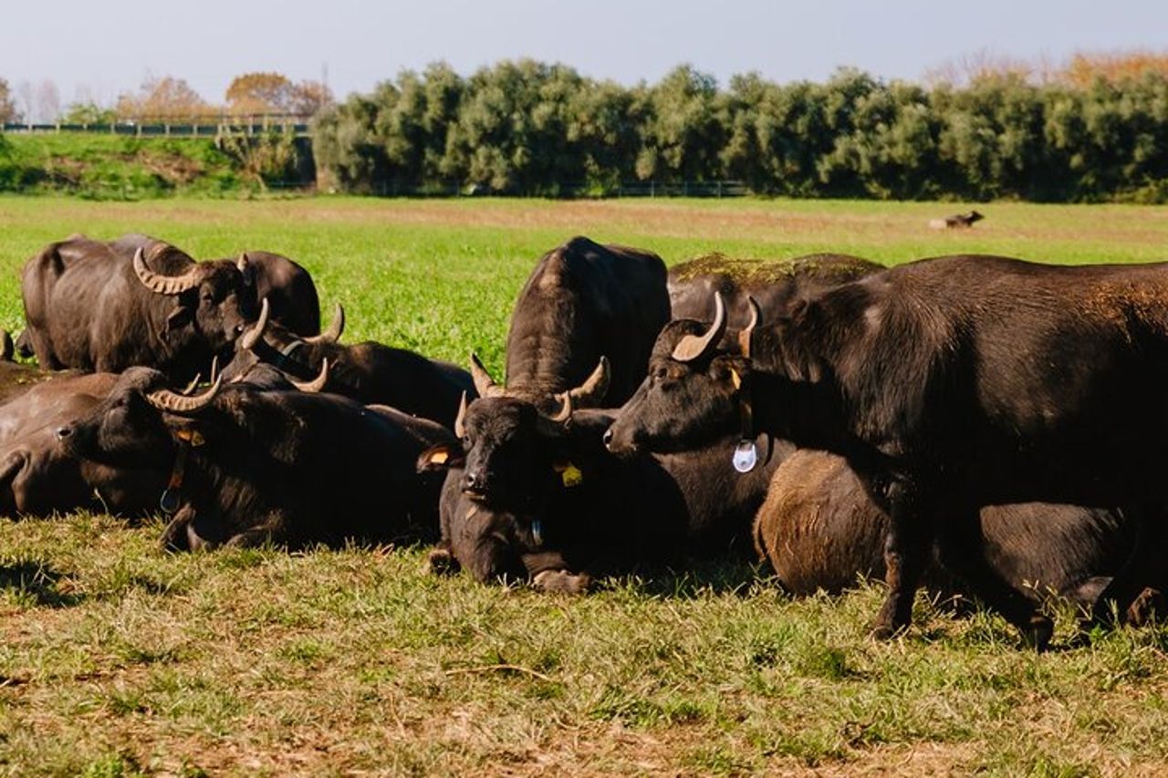 Tour privato alla fattoria di Buffalo e ai templi di Paestum con Guida — 6
