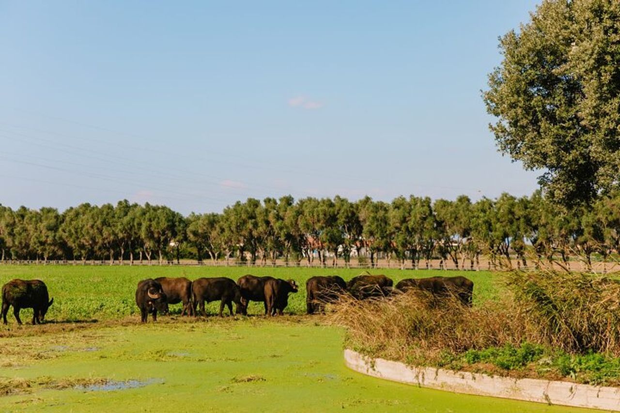 Tour privato alla fattoria di Buffalo e ai templi di Paestum con Guida — 8