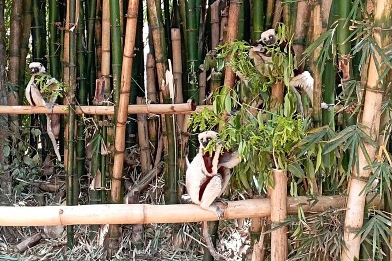 Madagascar Day Tour Parco dei Lemuri e Fattoria dei Coccodrilli da Antananarivo — 4