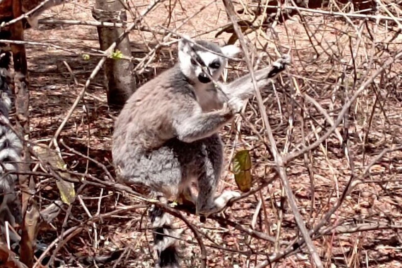 Madagascar Day Tour Parco dei Lemuri e Fattoria dei Coccodrilli da Antananarivo — 5