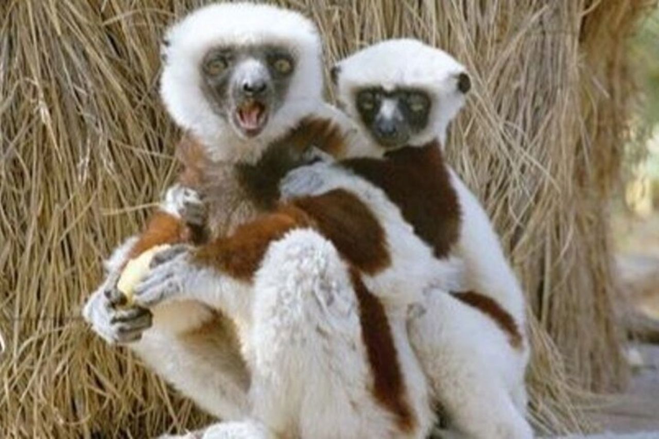 Madagascar Day Tour Parco dei Lemuri e Fattoria dei Coccodrilli da Antananarivo — 7