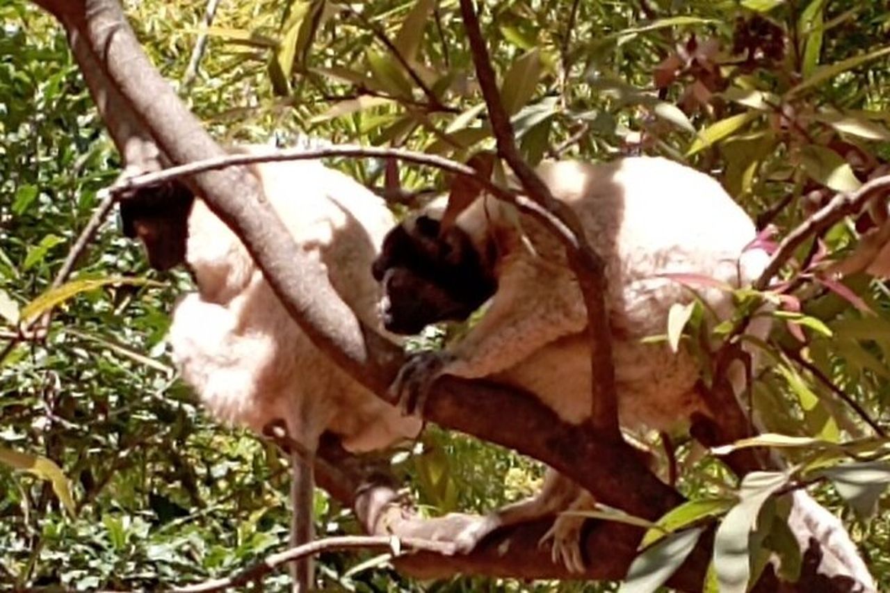 Madagascar Day Tour Parco dei Lemuri e Fattoria dei Coccodrilli da Antananarivo — 6
