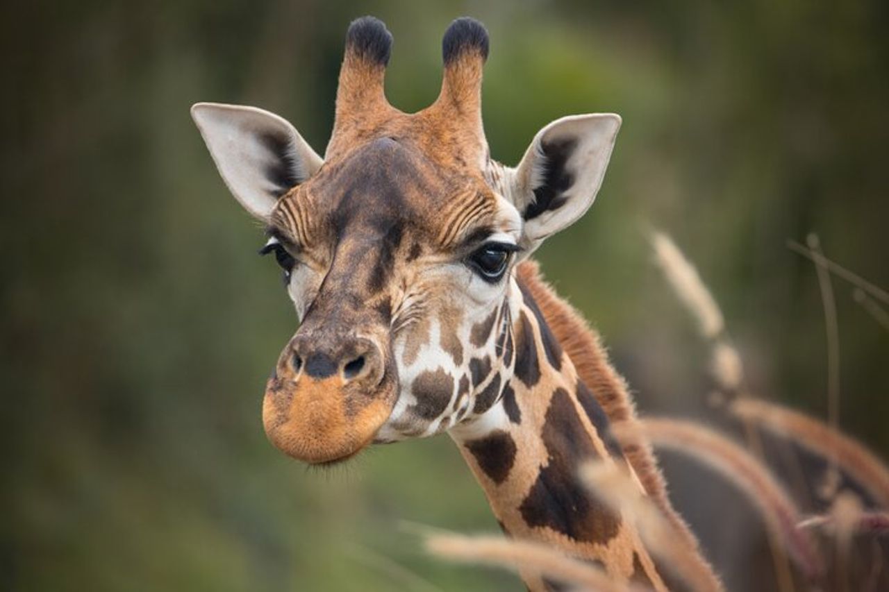Gita di un giorno allo zoo australiano da Brisbane — 6