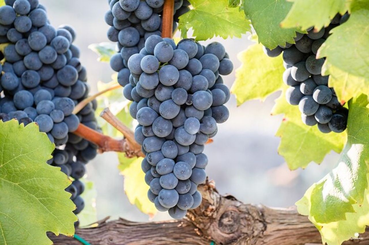Escursione privata a terra a Crotone: Santa Severina e degustazione di vini — 4