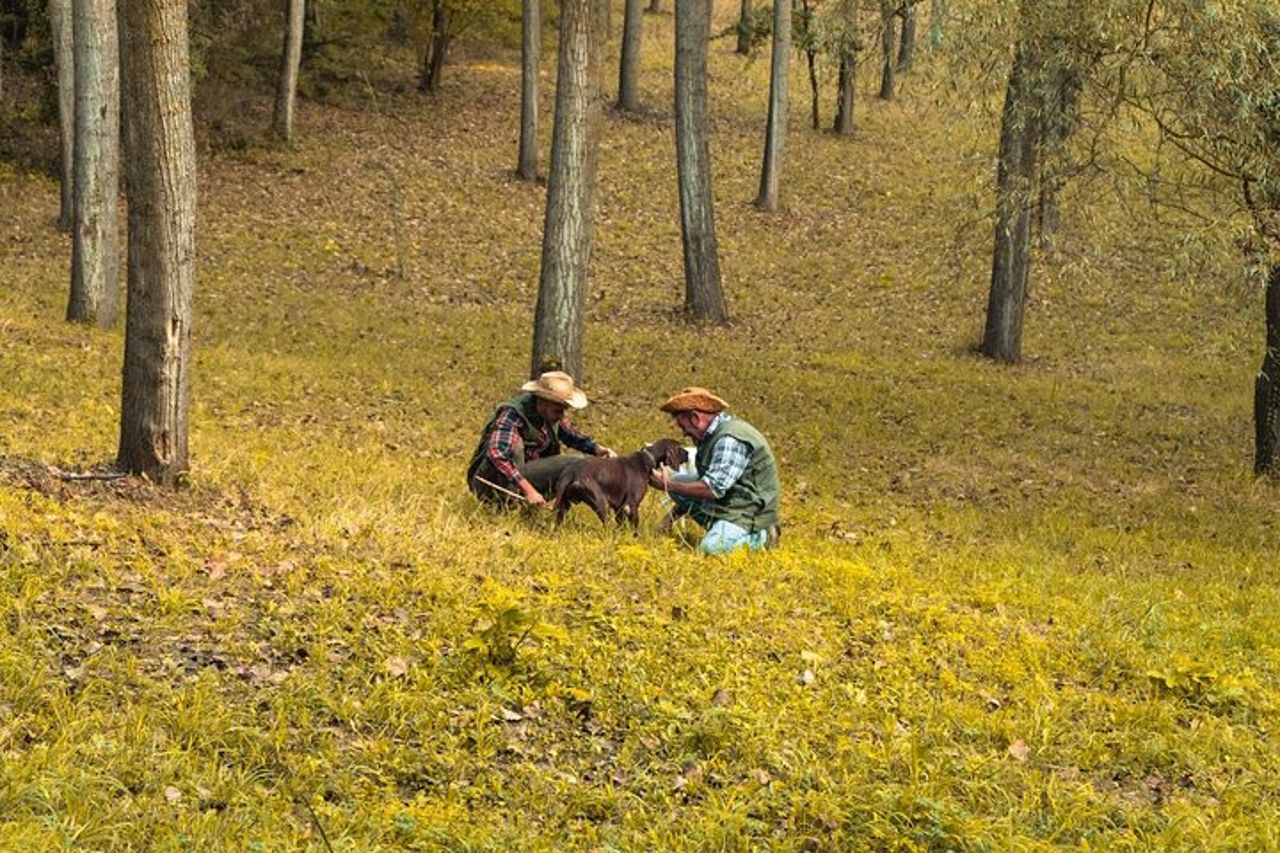 Ricerca del Tartufo Bianco d'Alba — 2