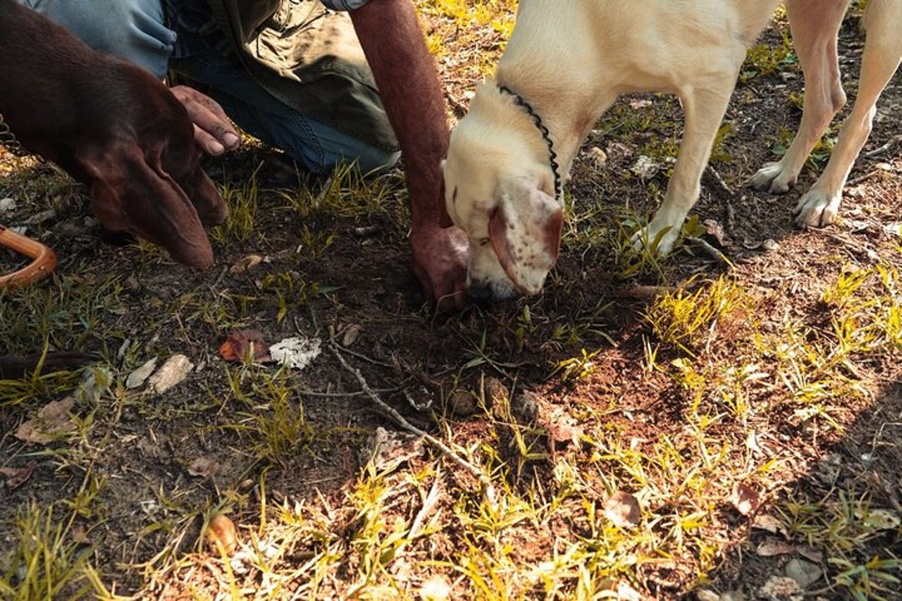 Ricerca del Tartufo Bianco d'Alba — 4