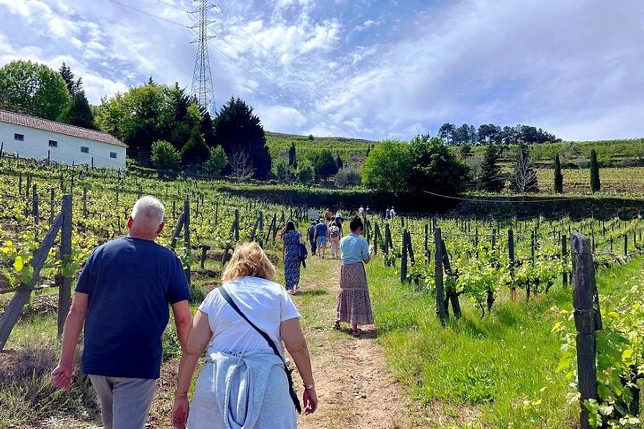 Tour della valle del Douro: 2 visite ai vigneti, crociera sul fiume, pranzo in cantina — 9
