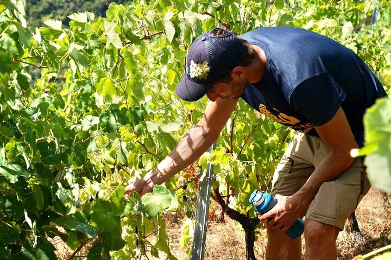 Eroico: Vineyard Trekking & Authentic Wine Tasting in Vernazza — 5