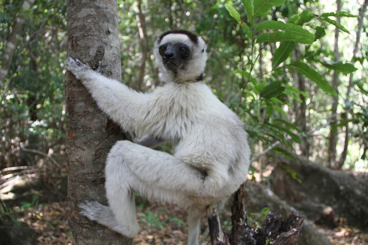 Tour d'avventura nel Madagascar occidentale | Natura e scoperta — 2