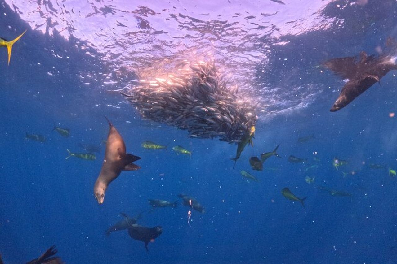 La corsa delle sardine — 2