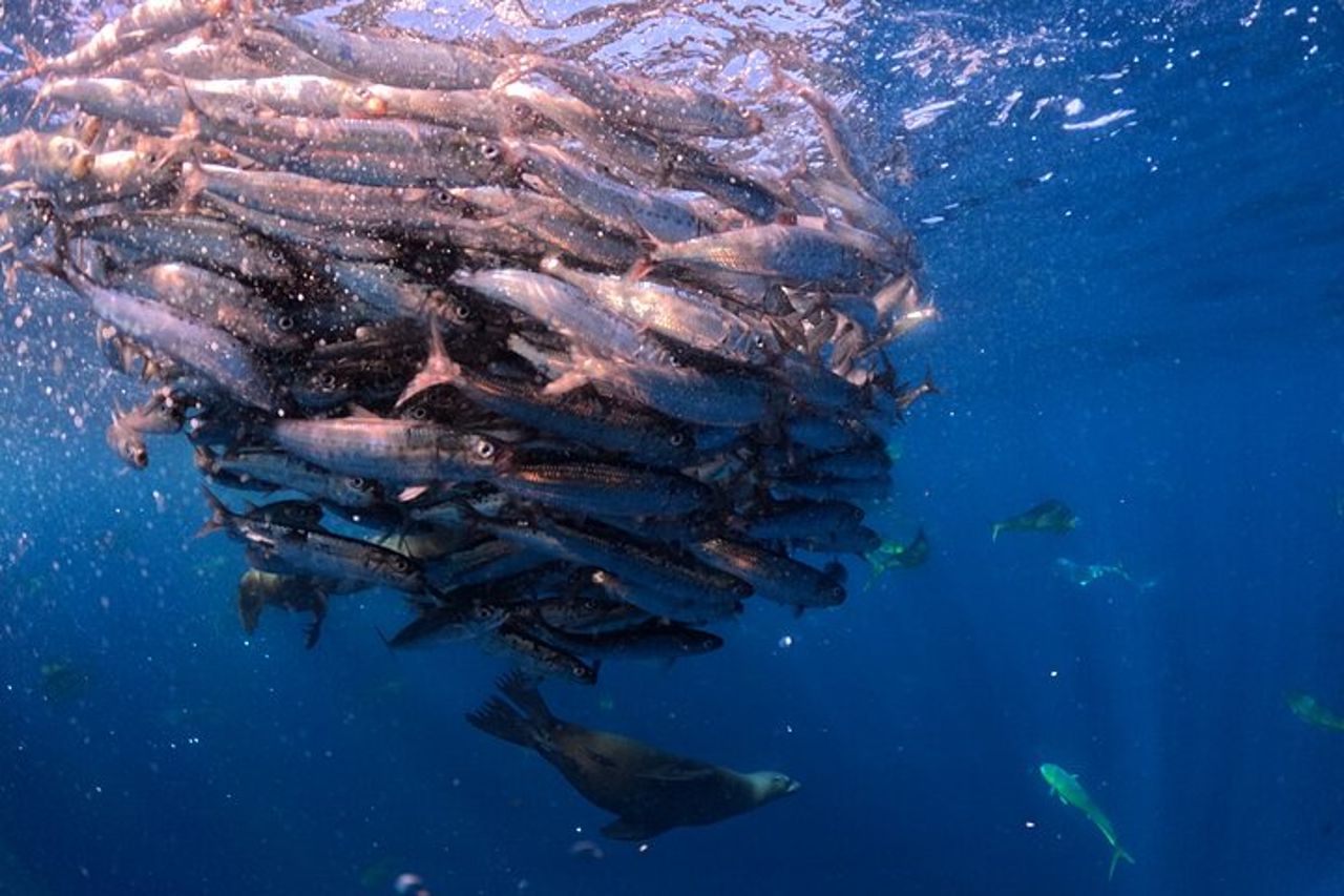La corsa delle sardine — 4