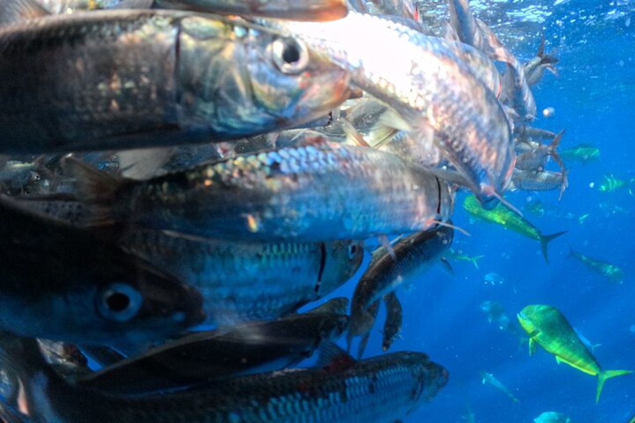 La corsa delle sardine — 5