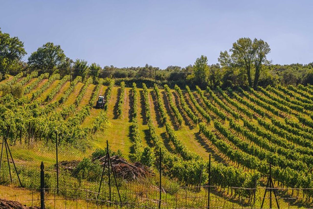 Picnic tra i filari della Vernaccia di San Gimignano — 3