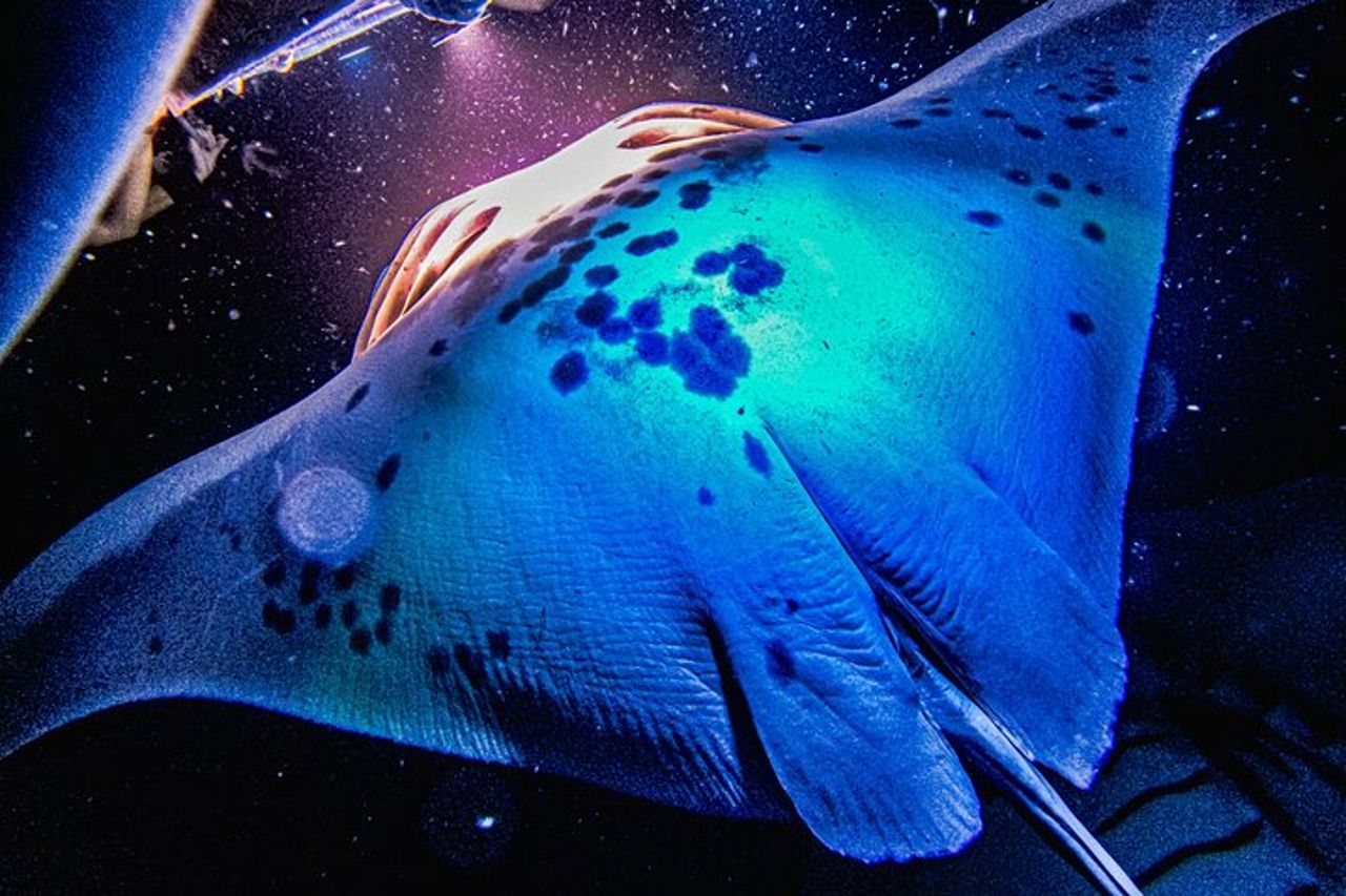 Kona Manta Ray Snorkel Tour : garantito o torna gratis — 2