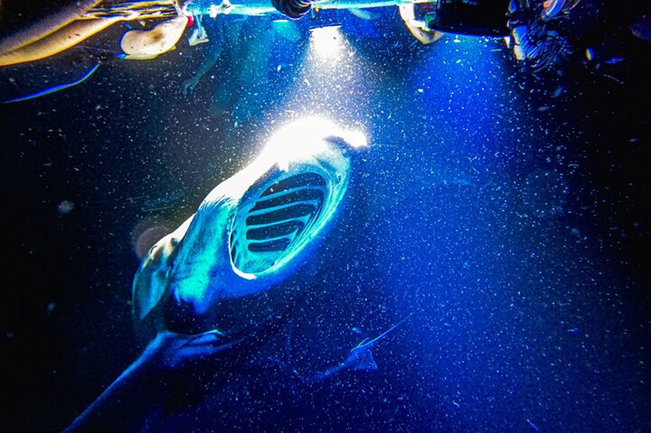 Kona Manta Ray Snorkel Tour : garantito o torna gratis — 3