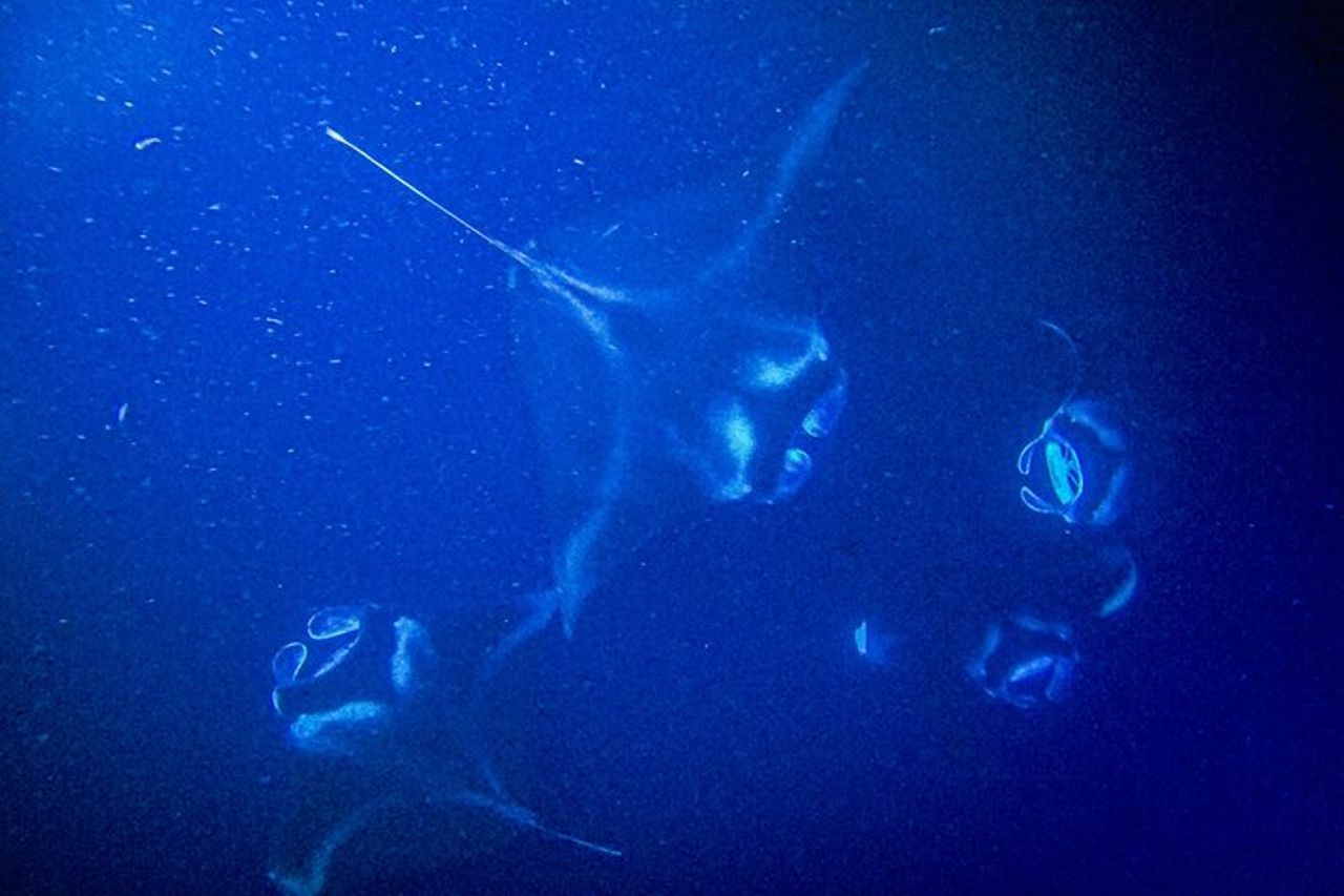 Kona Manta Ray Snorkel Tour : garantito o torna gratis — 4