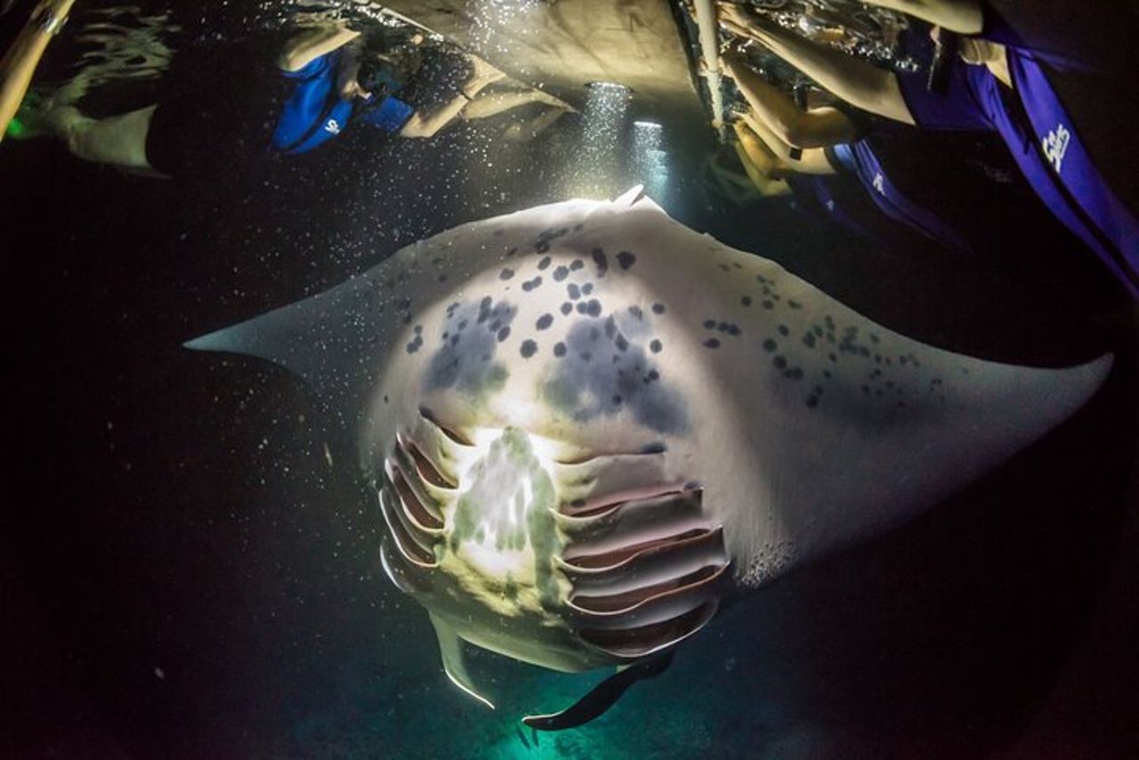 Kona Manta Ray Snorkel Tour : garantito o torna gratis — 6