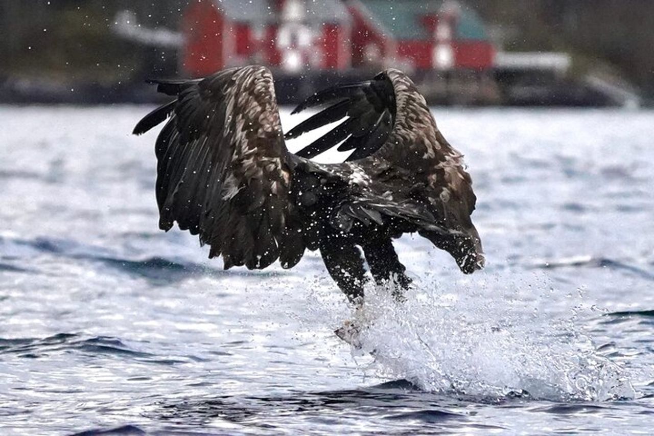 Zodiac Experience Saltstraumen e Safari dell'Aquila — 9