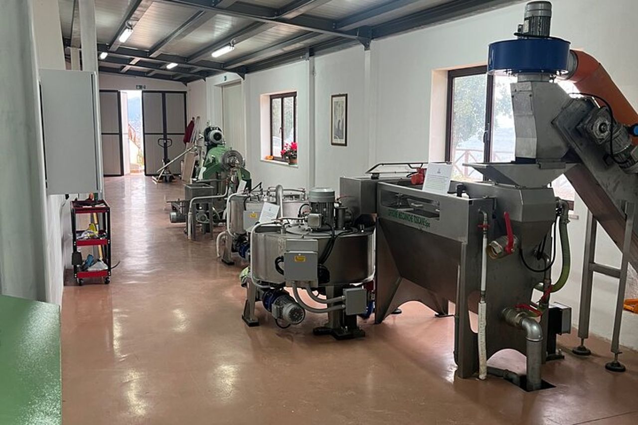 Visita oliveti e frantoio con degustazione olio a Trevi in Umbria — 8