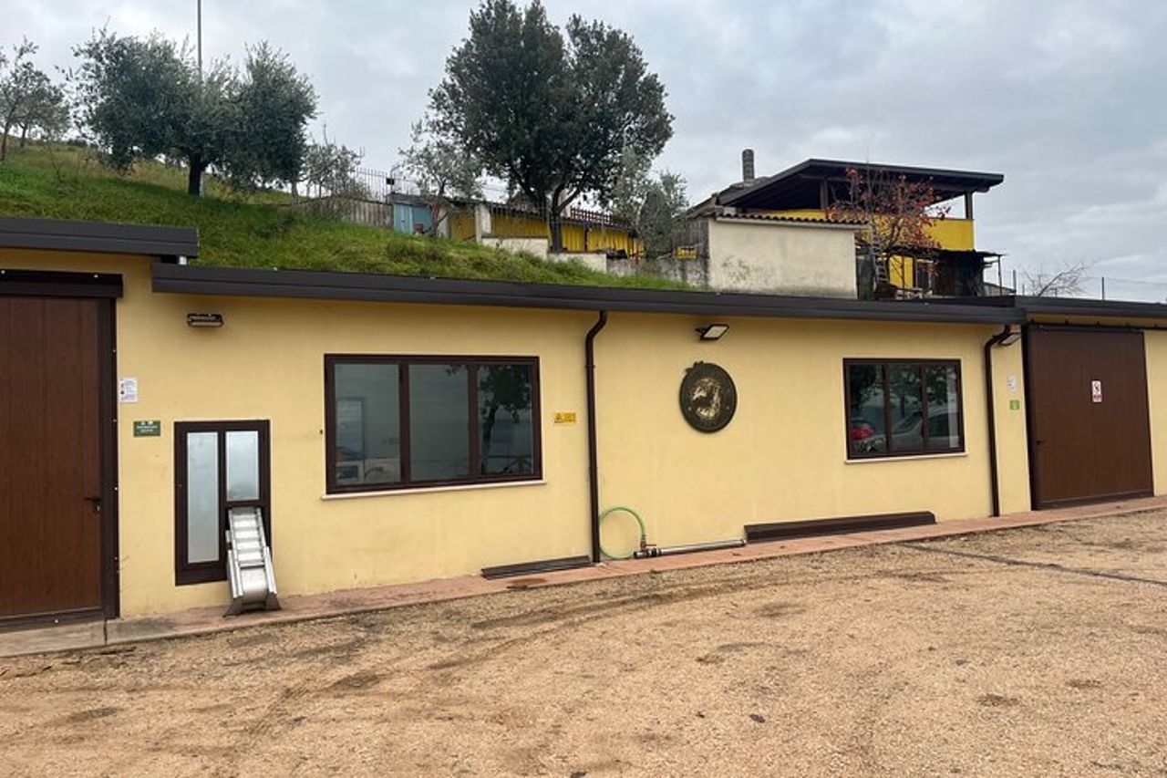 Visita oliveti e frantoio con degustazione olio a Trevi in Umbria — 9