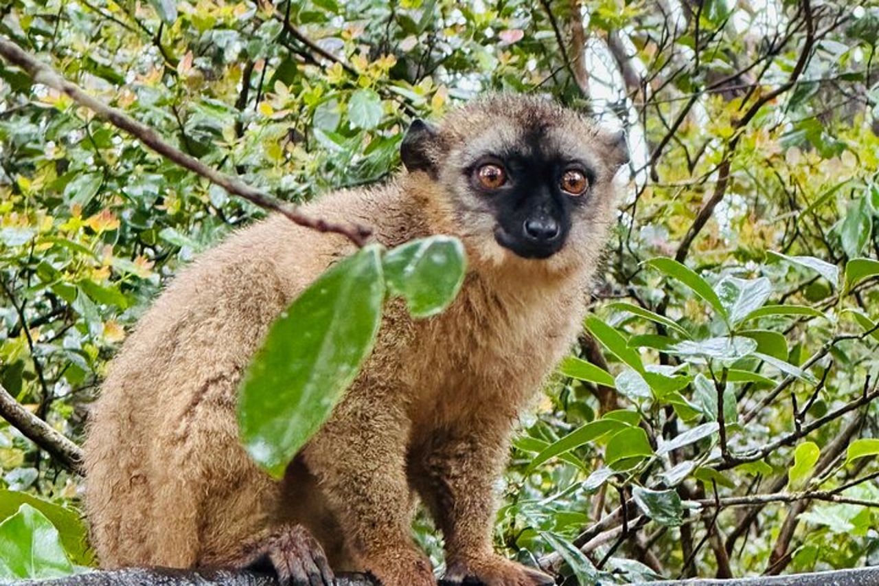 Tour di un'intera giornata in Madagascar con parco dei Lemuri, geyser e cascata — 2