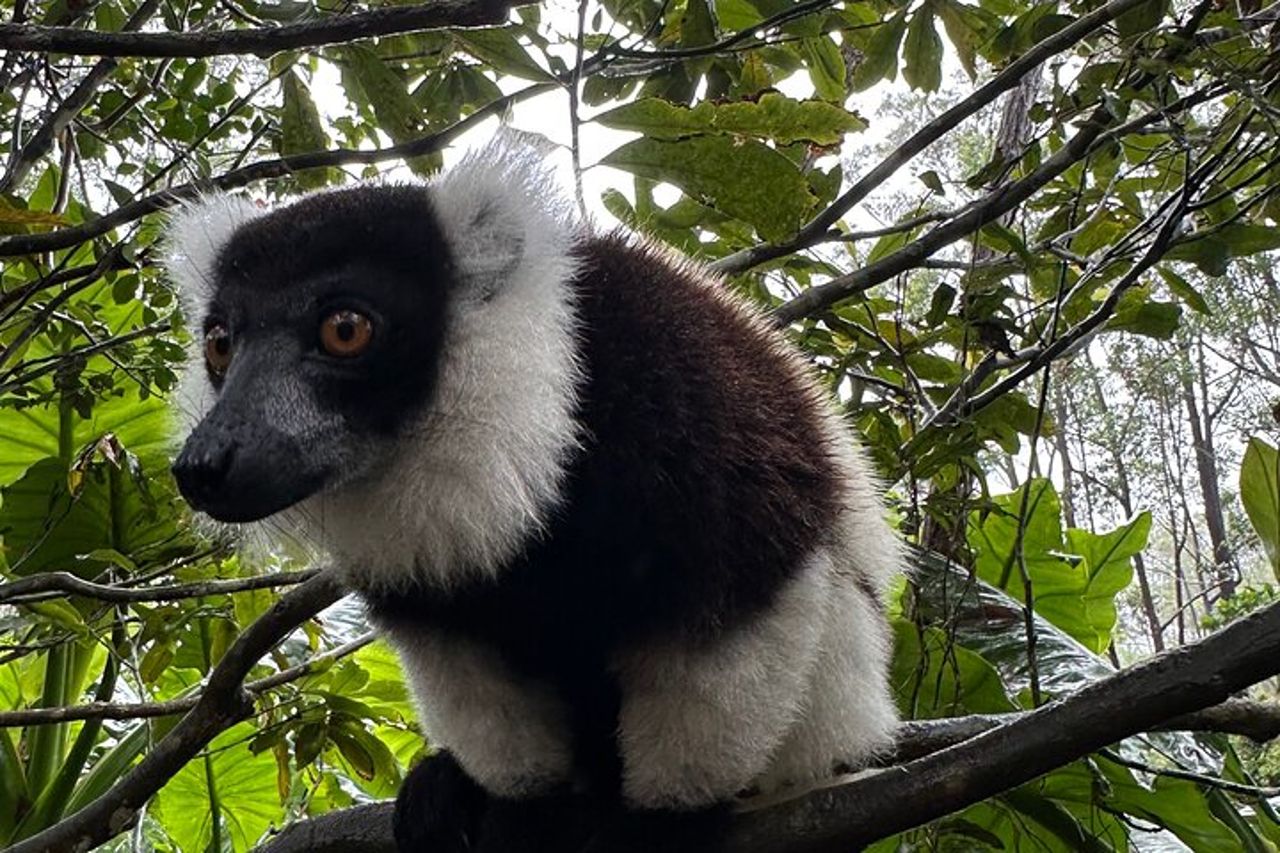 Tour di un'intera giornata in Madagascar con parco dei Lemuri, geyser e cascata — 3