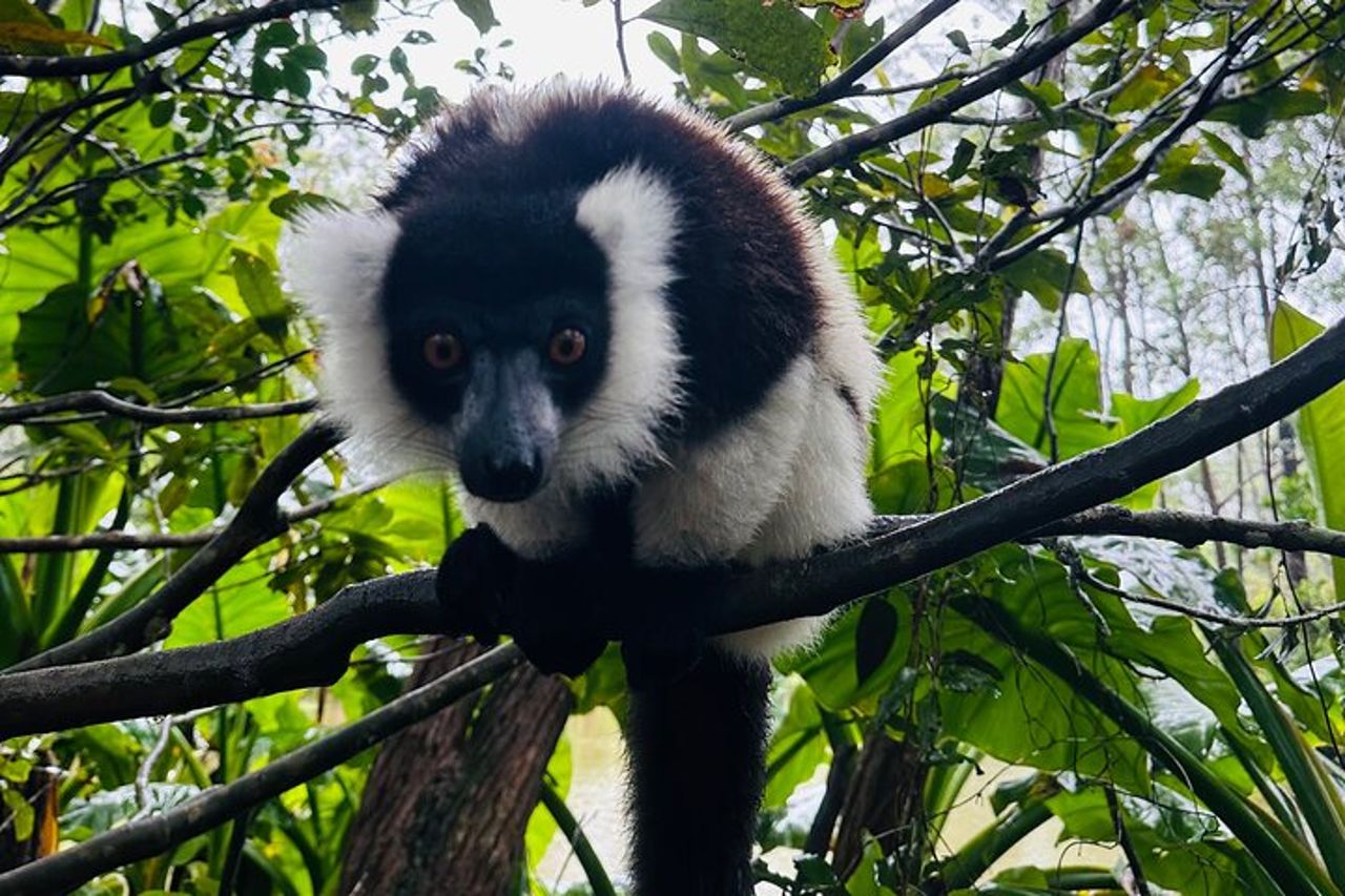 Tour di un'intera giornata in Madagascar con parco dei Lemuri, geyser e cascata — 4