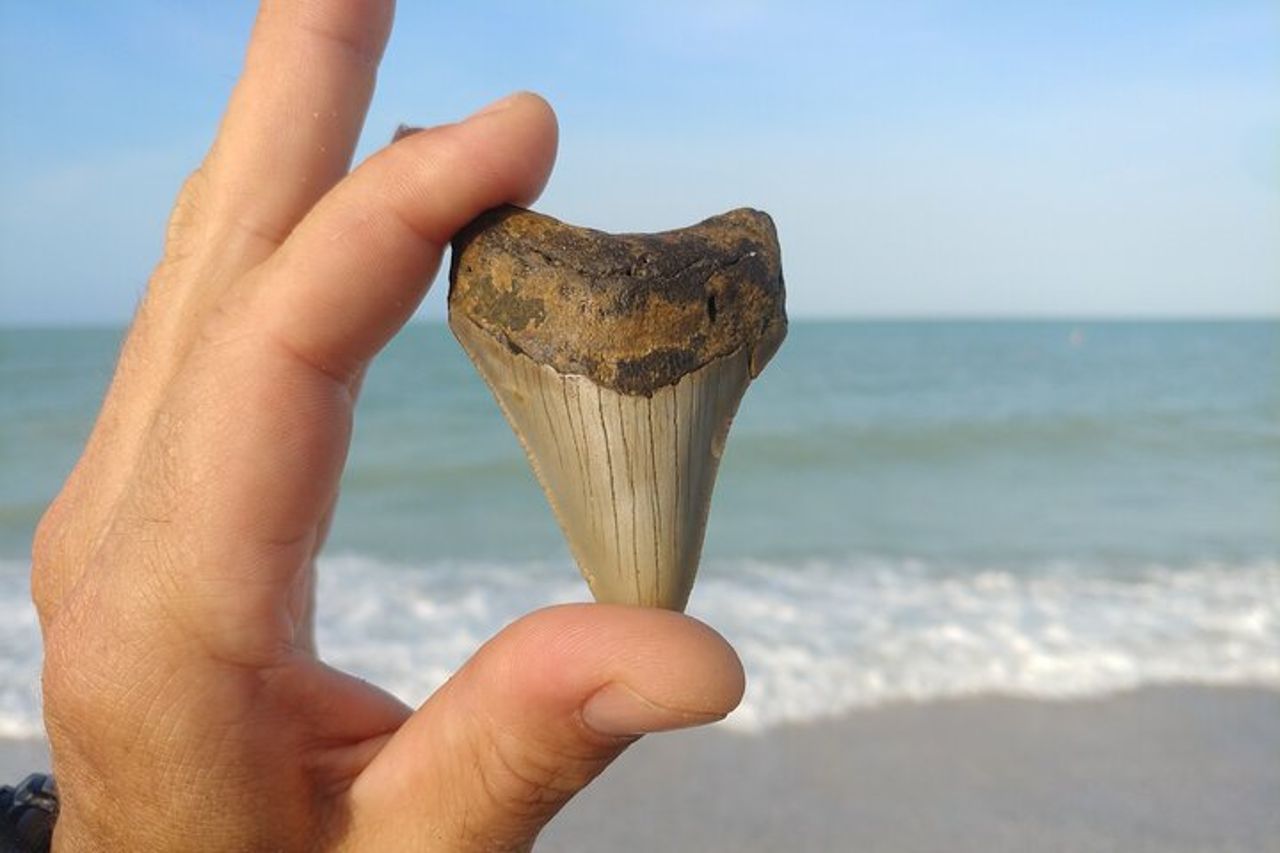 Tour guidato di caccia ai denti di squalo e alle conchiglie su Manasota Key — 2