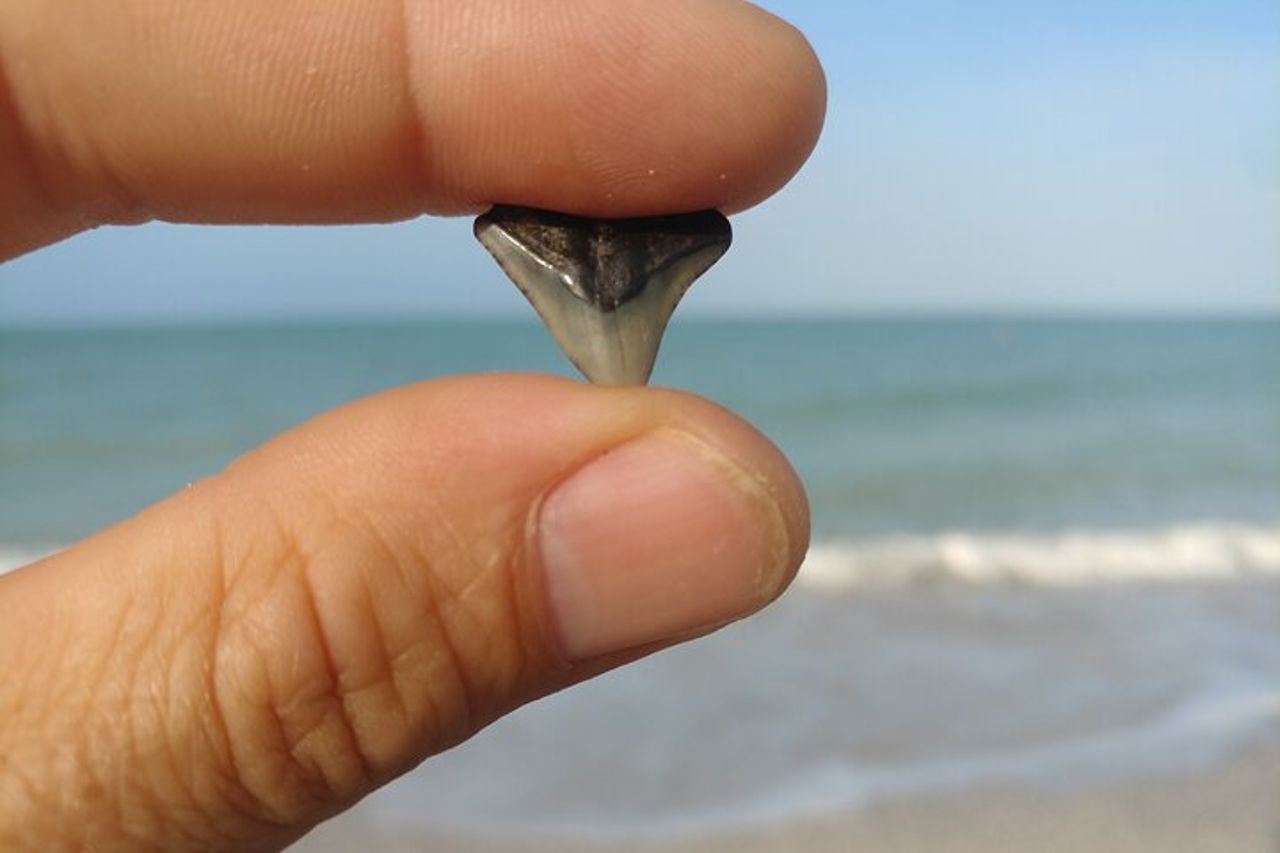 Tour guidato di caccia ai denti di squalo e alle conchiglie su Manasota Key — 4