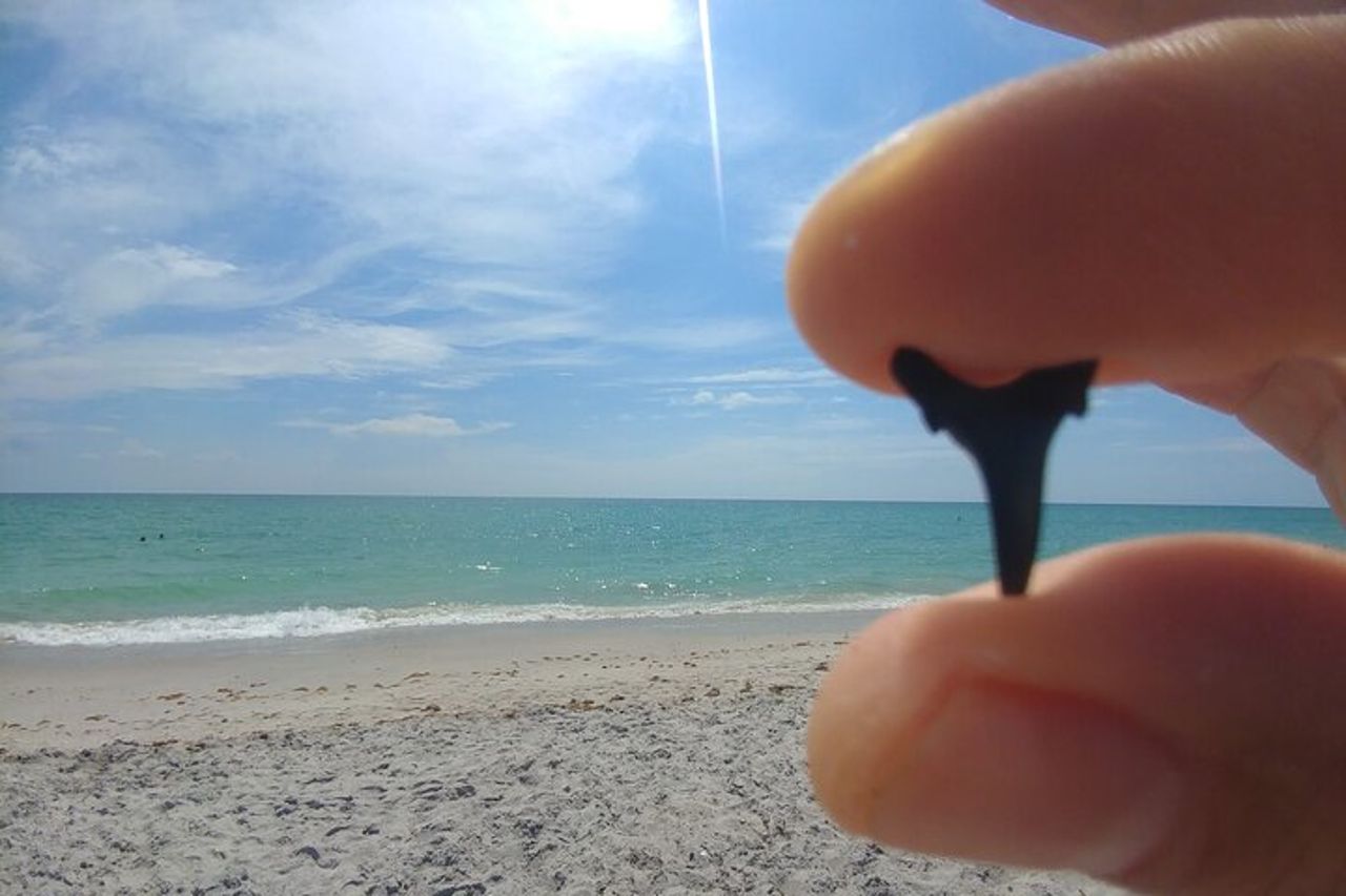 Tour guidato di caccia ai denti di squalo e alle conchiglie su Manasota Key — 5