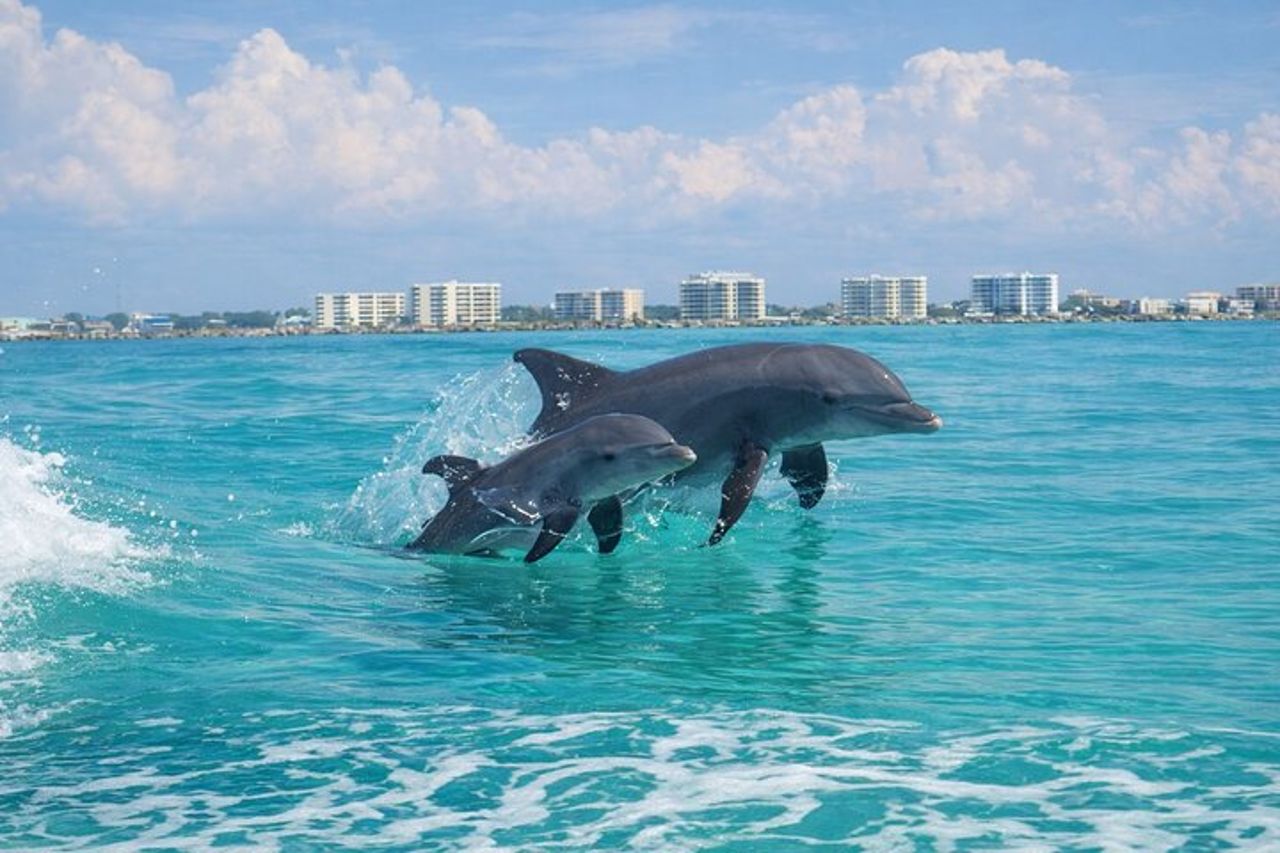 Destin Dolphin Cruise — 3