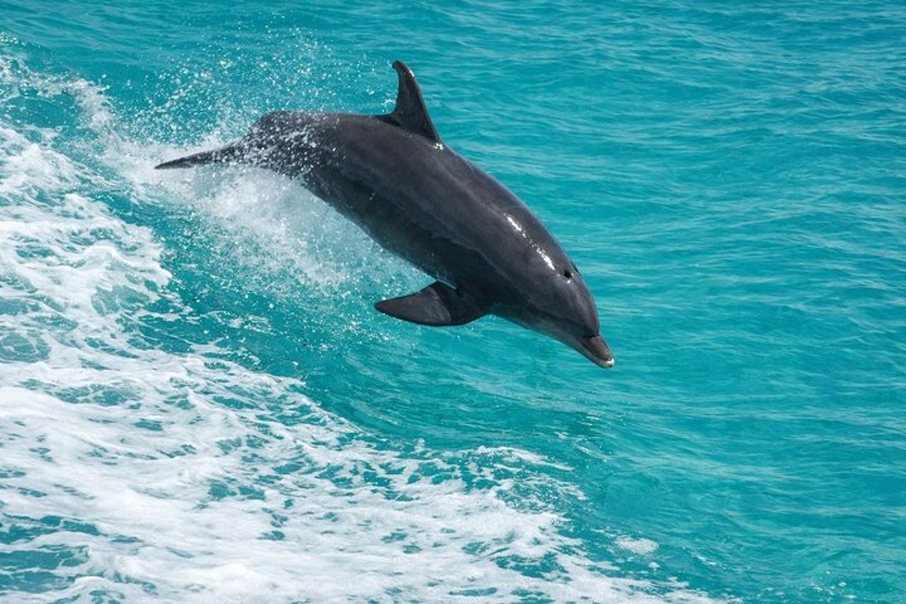 Destin Dolphin Cruise — 4