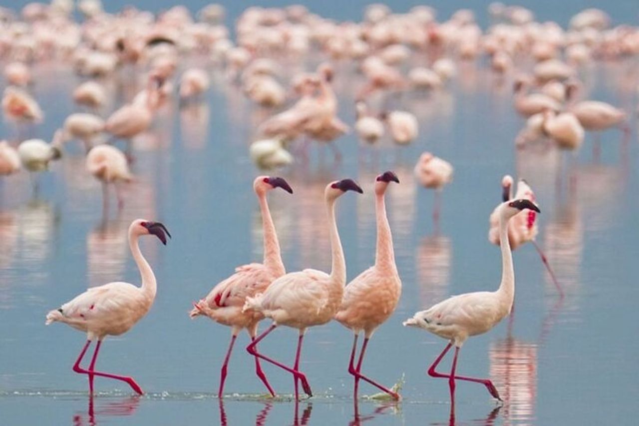 Safari di mezza giornata nel parco nazionale di Bundala dal porto di Hambantota — 2