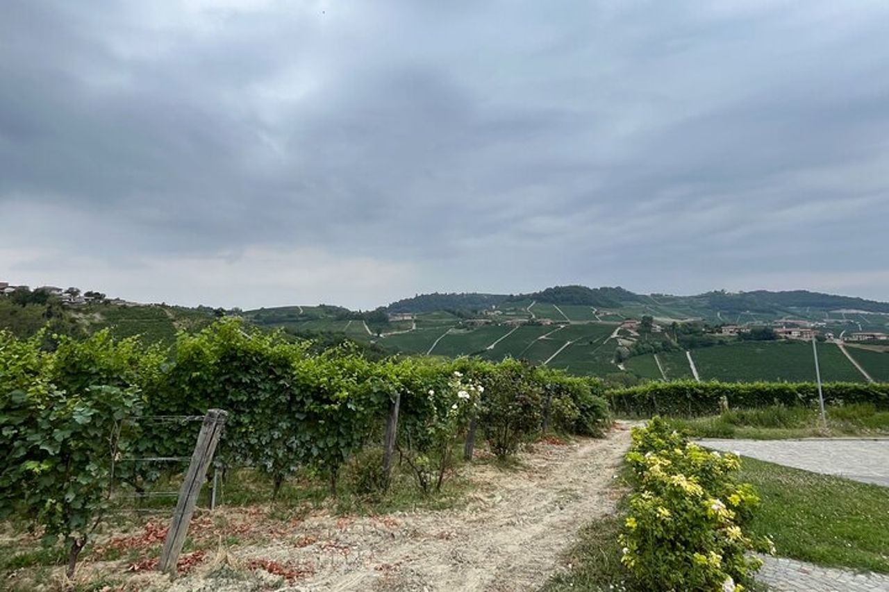 Monforte d’Alba: esperienza di Vino e Formaggi piemontesi — 3