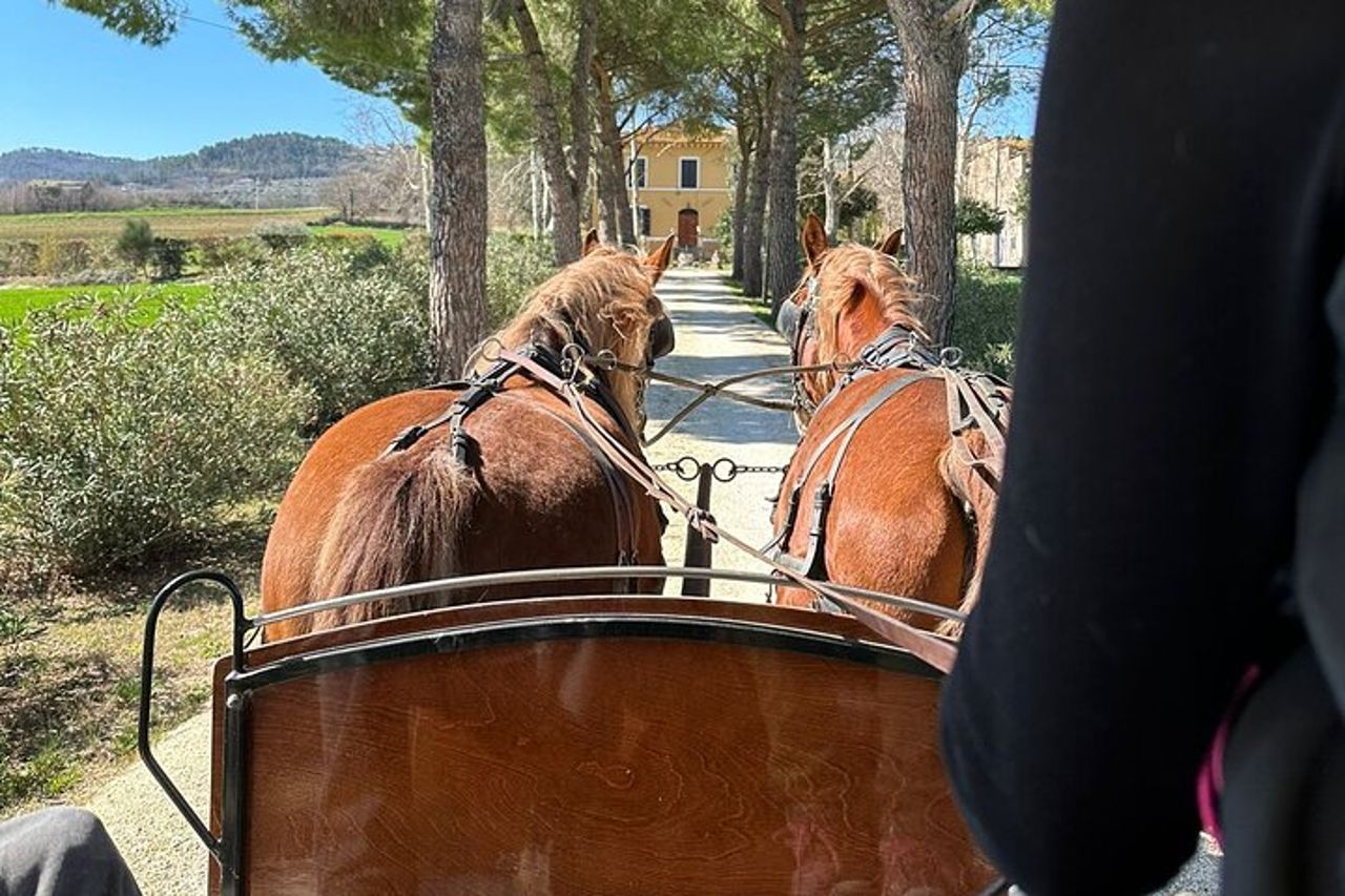 Giro in carrozza tra i vigneti - pranzo - Tour di Montefalco — 5
