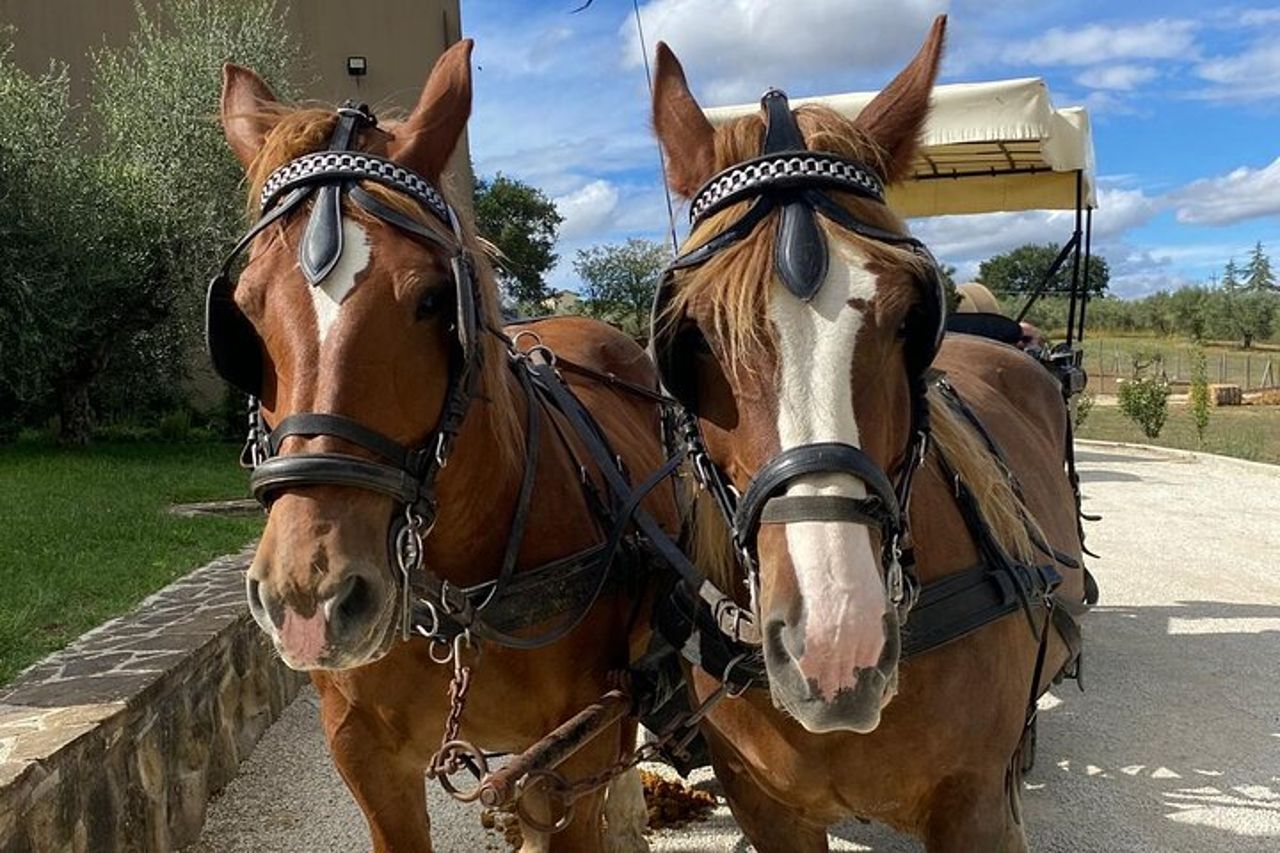 Giro in carrozza tra i vigneti - pranzo - Tour di Montefalco — 6