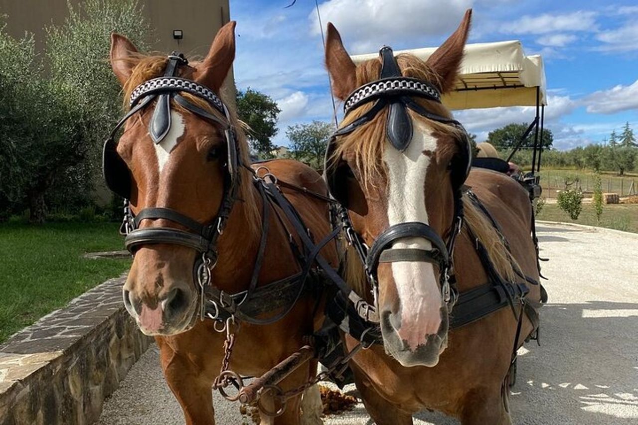 Carriage Ride in the Vineyards with Tasting and Tour of Assisi — 9