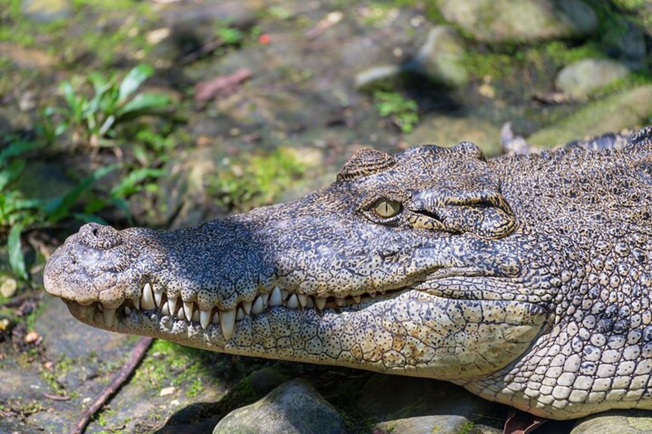 Darwin Private Shore Tour: Safari con coccodrillo selvatico e diga di Fogg