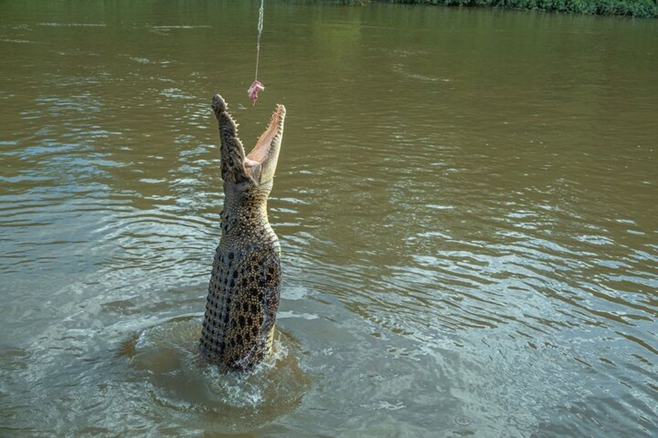 Darwin Private Shore Tour: Safari con coccodrillo selvatico e diga di Fogg — 6