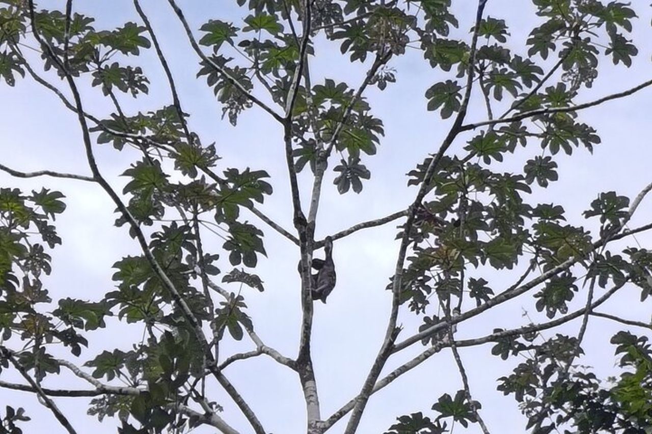 Amazon Wildlife Tours Lodge Soggiorno 3 giorni 2 notti — 9