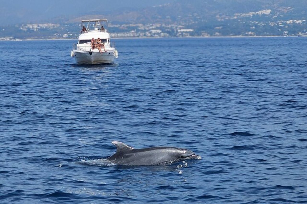 2 ore di osservazione dei delfini a Marbella — 8