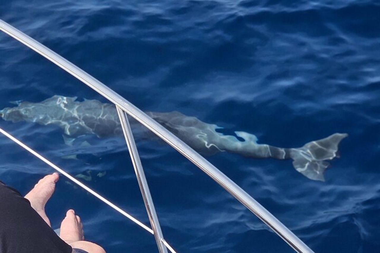 2 ore di osservazione dei delfini a Marbella — 9