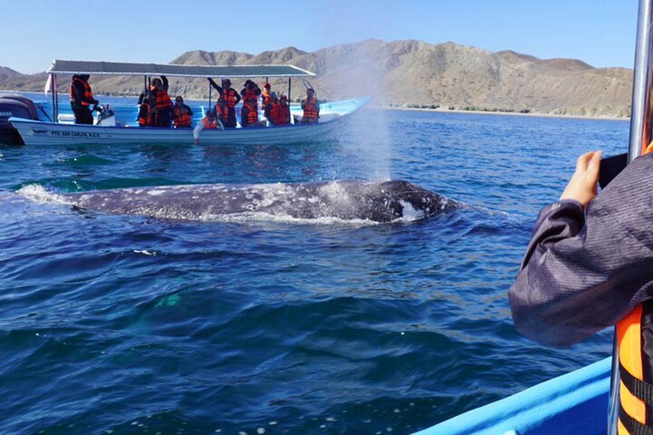 Esperienza di balena grigia limitata a 8 — 2