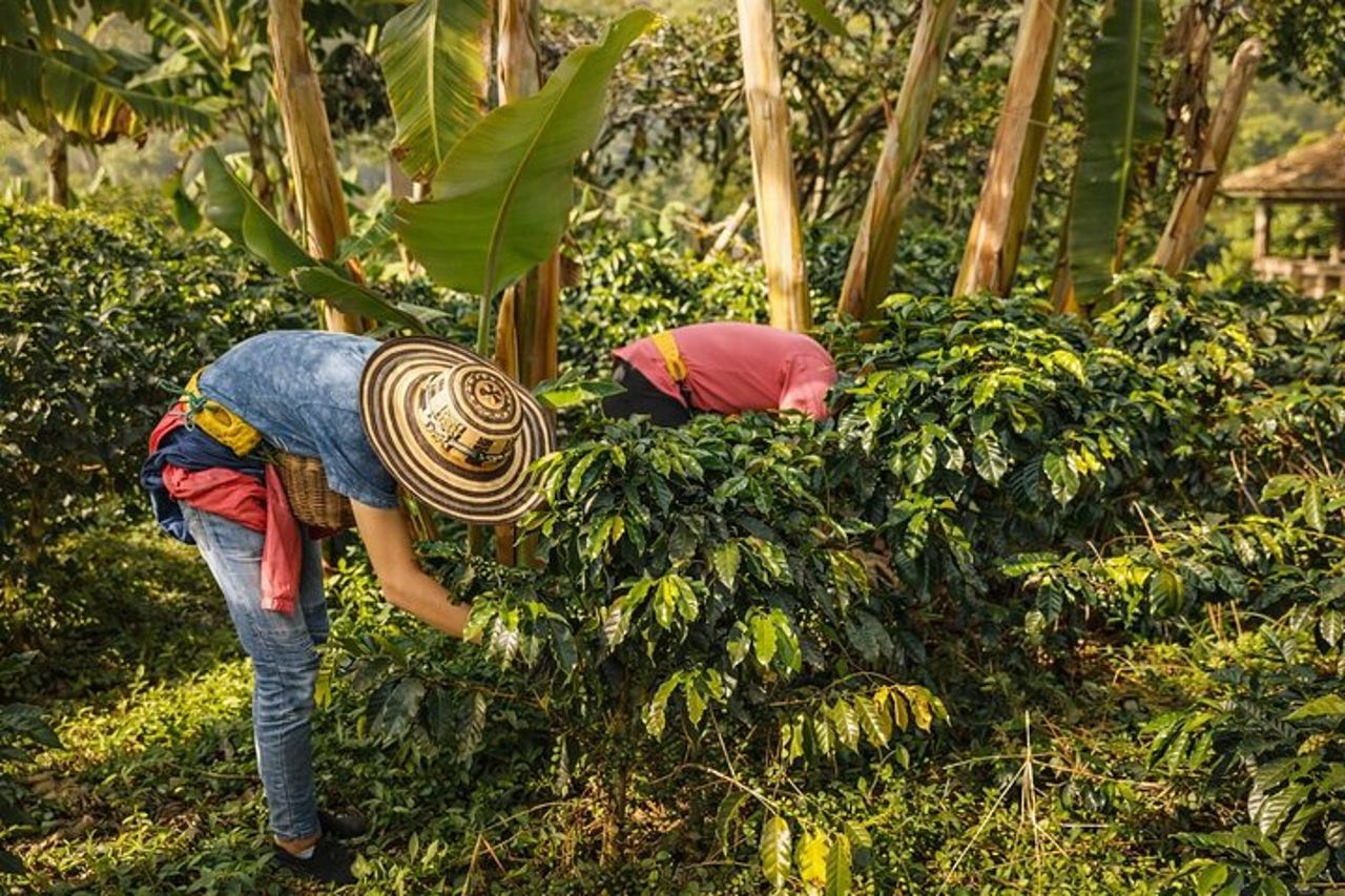Tour privato alla città di Santa Fe de Antioquia e alla piantagione di caffè. — 4